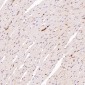 Anti-Integrin alpha 2 ITGA2 Rabbit Monoclonal Antibody